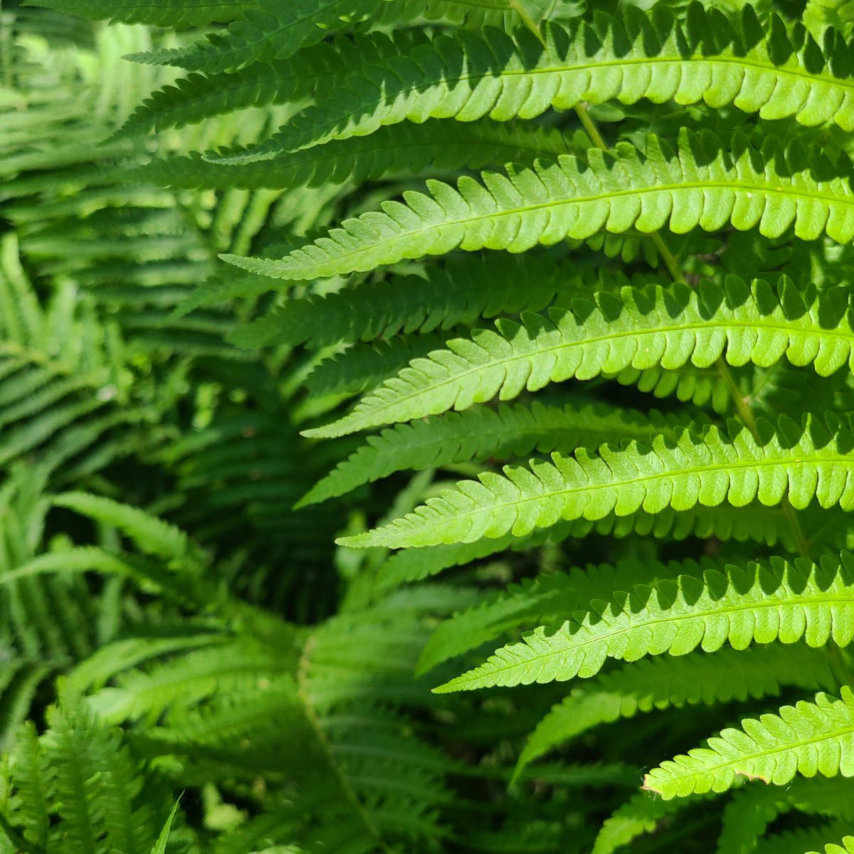SueOestmann's tweet photo. New week starts today! Week 29 #TheColorGreen #Ferns in my yard #OutpostLadiesPhotoChallenge 
@OutpostLadies https://t.co/AgbqFCkdhC