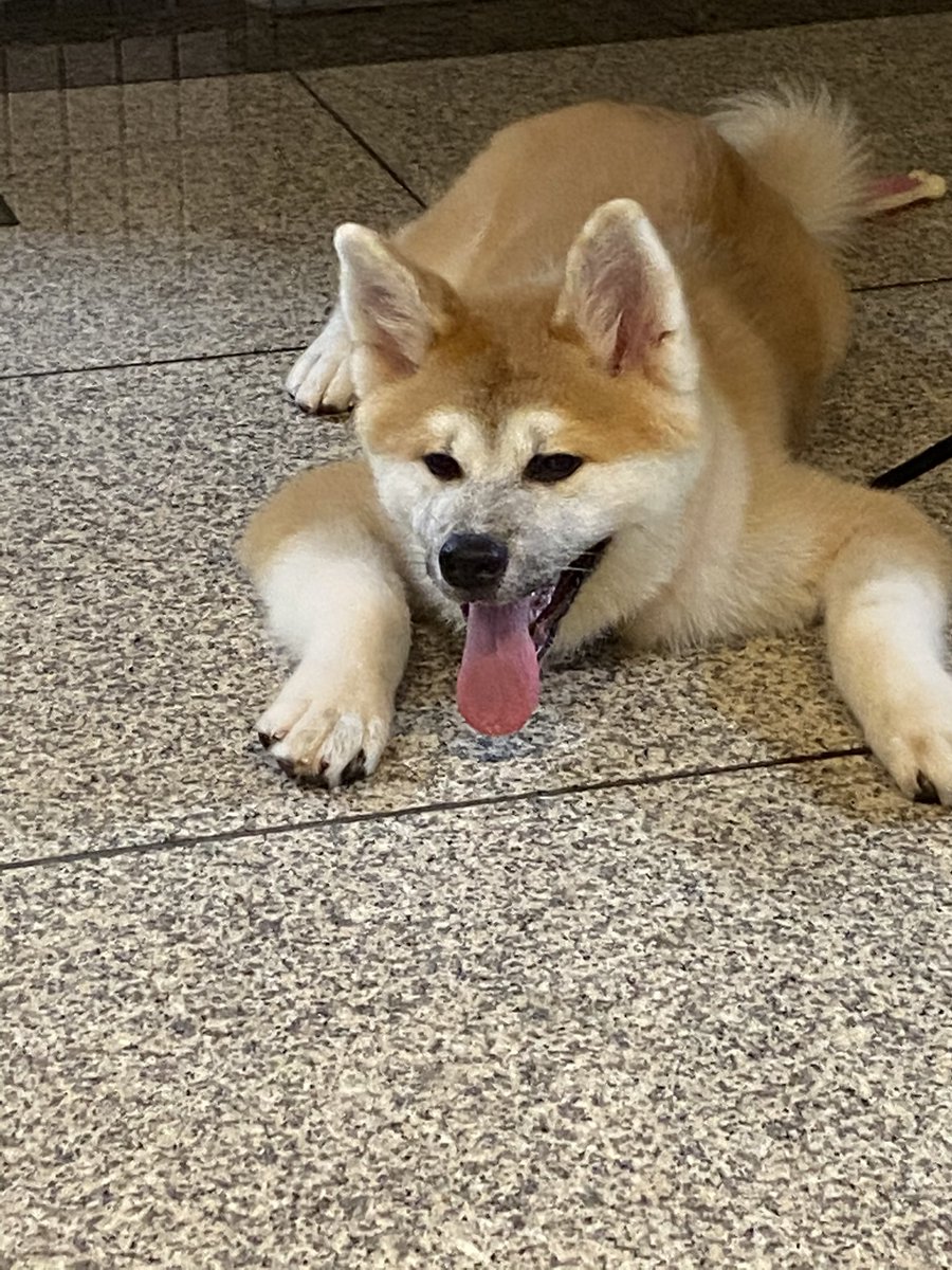 フロリダ亭 本日フロリダ亭マスコット犬ひなちゃん シロちゃん来店しております 月曜日引退するのでモフモフしとおきましょ 秋田犬 フロリダ亭マスコット犬ひなちゃん ボクサー犬シロちゃん 犬好きと繋がりたい