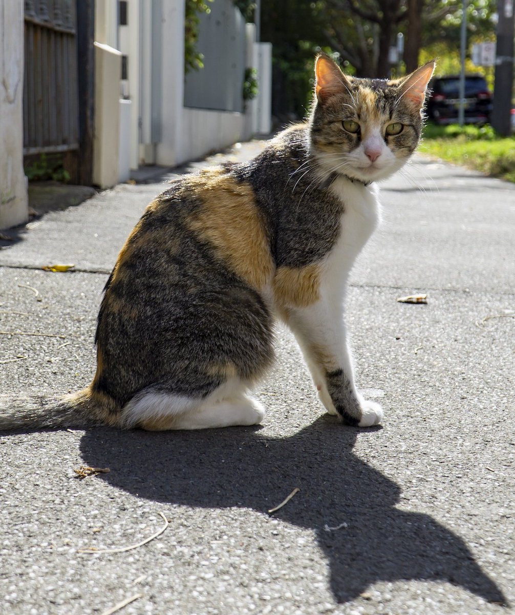 MyInnerWest's tweet photo. Caturday π #catsofsydney #Redfern https://t.co/w2gIZtYOqB