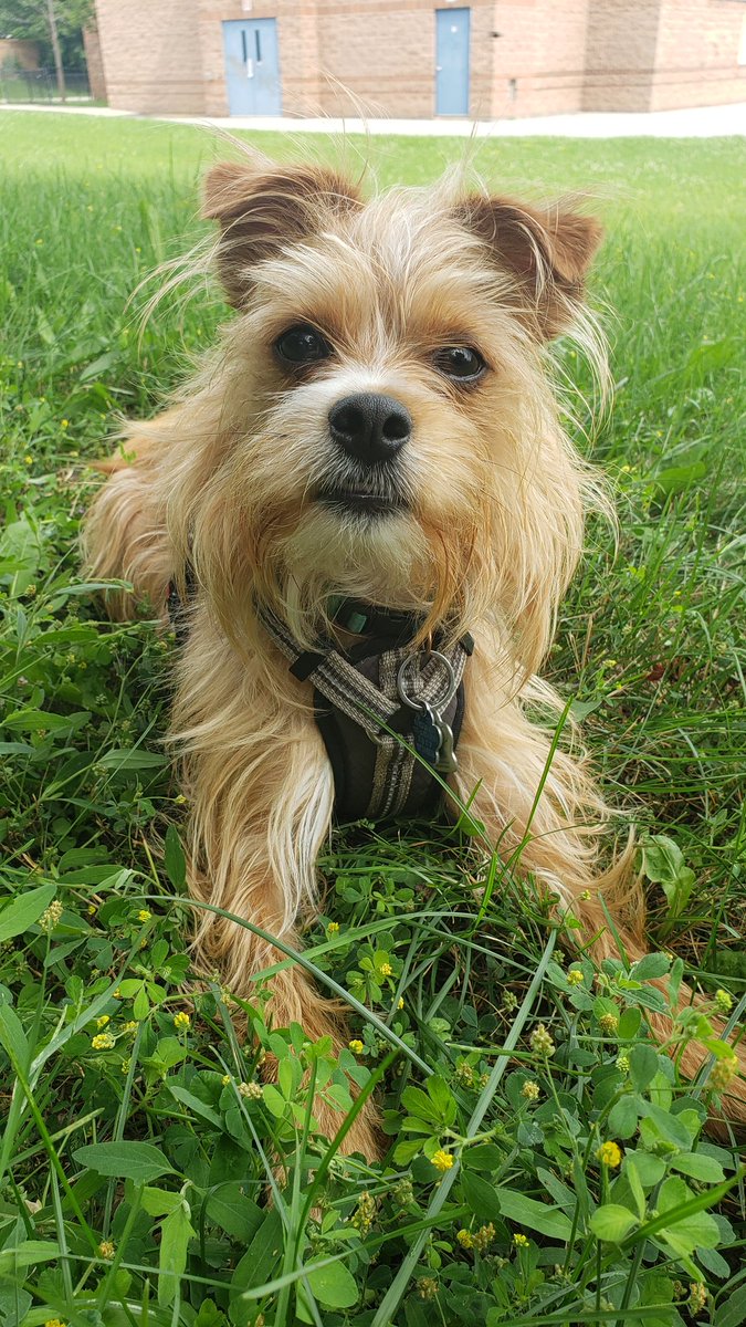 NataliaDestinee's tweet photo. What a cutie - forever my strolling partner https://t.co/b16rQ7SVSC