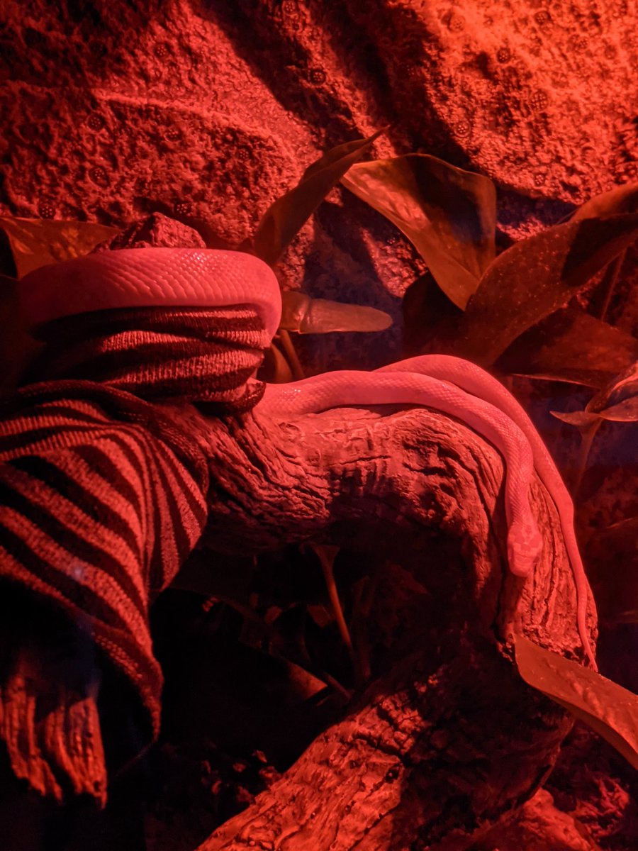 B_Crilly's tweet photo. Holy crap, it's #WorldSnakeDay!!!
Here's a sleeping Bob Snake, wrapped around a climbing tree, with a sock for company :)
#SnakeParent https://t.co/iwSyGx5foB