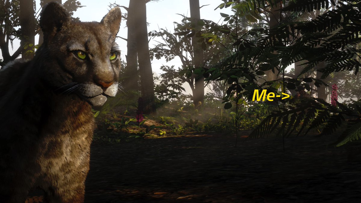 Decided to go for a late afternoon Panther hunt thinking, "This is probably a bad idea". But I was finally able to sneak up on a perfect Florida Panther! <a href="/RockstarGames/">Rockstar Games</a> #RDR2 #RDRShots #ARTSSnapmatic #LostSoulHunter #LSPhotoStudio #RDR2Photography #PS5Share #RedDeadRedemption2