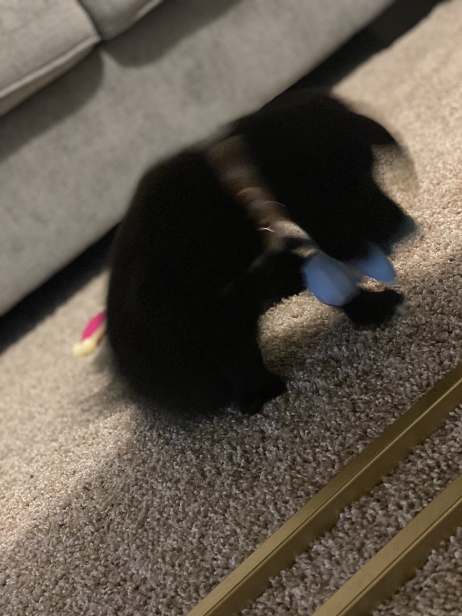 RoweTasheka's tweet photo. I tried to get pictures of my pup and let’s just say neither of us are photogenic https://t.co/tSLXY2AH16