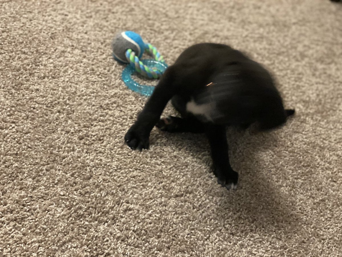 RoweTasheka's tweet photo. I tried to get pictures of my pup and let’s just say neither of us are photogenic https://t.co/tSLXY2AH16