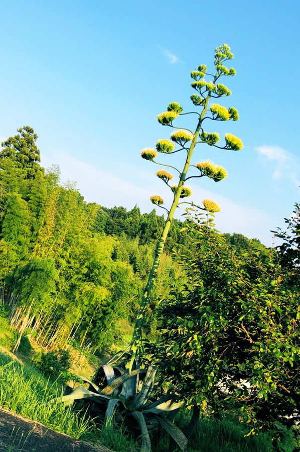 71年前に植えたリュウゼツランが咲き感動なお 100年に一度咲く はデマ誤解 これキチ速報
