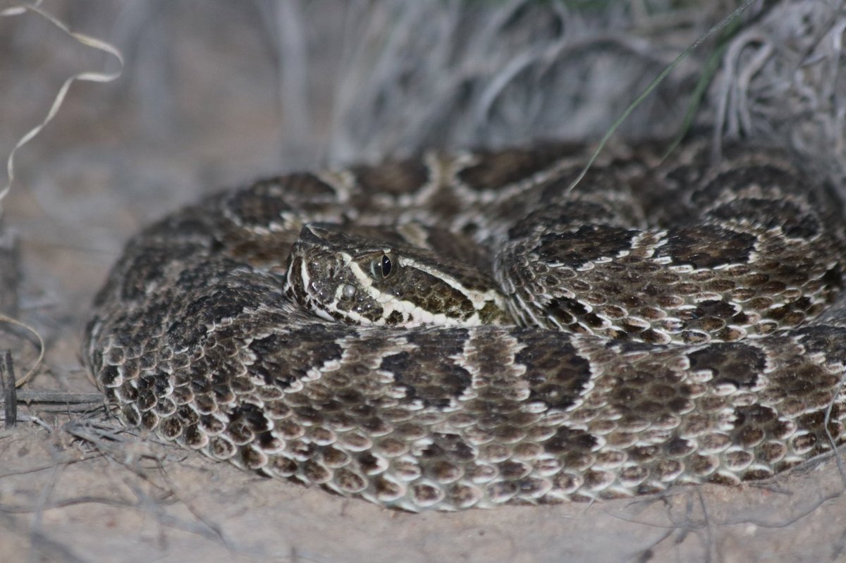 Crotalusandthem's tweet photo. I didn’t #WorldSnakeDay the last tweet so I’ll do a medley of a couple of the snakes from 2021! (Prairie Rattlesnake, Eastern Black-tailed Rattlesnake, Everglades Ratsnake, and Everglades Racer) https://t.co/07ygjdgYgn