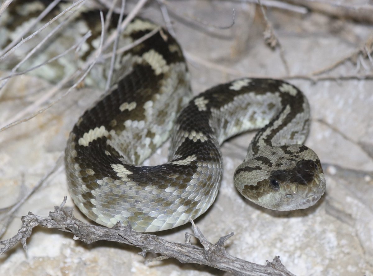 Crotalusandthem's tweet photo. I didn’t #WorldSnakeDay the last tweet so I’ll do a medley of a couple of the snakes from 2021! (Prairie Rattlesnake, Eastern Black-tailed Rattlesnake, Everglades Ratsnake, and Everglades Racer) https://t.co/07ygjdgYgn