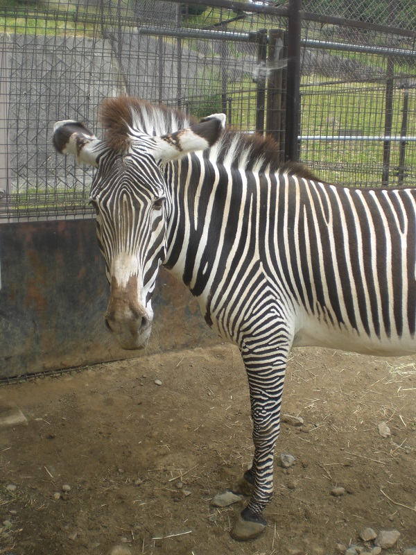 盛岡市動物公園 Zoomo V Twitter 7月17日はグレビーシマウマ キララ の11才の誕生日です 運動場ではダチョウやシタツンガとも仲良く過ごす穏やかな性格ですが オスの ラガー が寝室に入り見えなくなると途端に大慌て 寂しがりやな一面もあります 盛岡市動物公園 Zoomo V Twitter 7月17日はグレビーシマウマ キララ の11才の誕生日です 運動場ではダチョウやシタツンガとも仲良く過ごす穏やかな性格ですが オスの ラガー が寝室に入り見えなくなると途端に大慌て 寂しがりやな一面もあります
