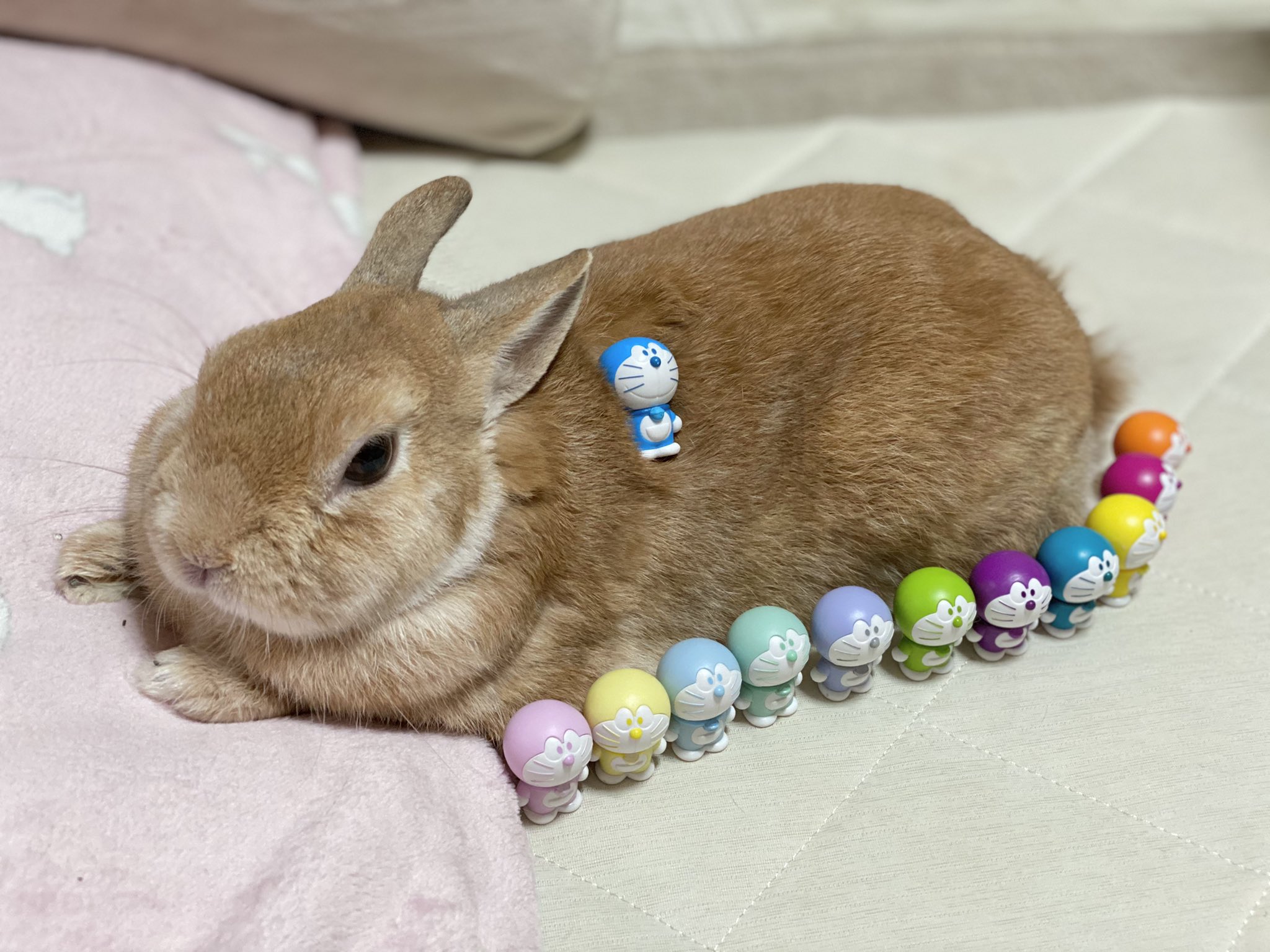 うさぎのラン ㅅ どどどどどどどど ドラえもん かわいいカラフルドラえもん手に入れた ドラちゃんたちに囲まれた ᐢ ᐢ ドラえもん キャンドゥ 100均 うさぎ T Co Ixdcuo2q9w Twitter