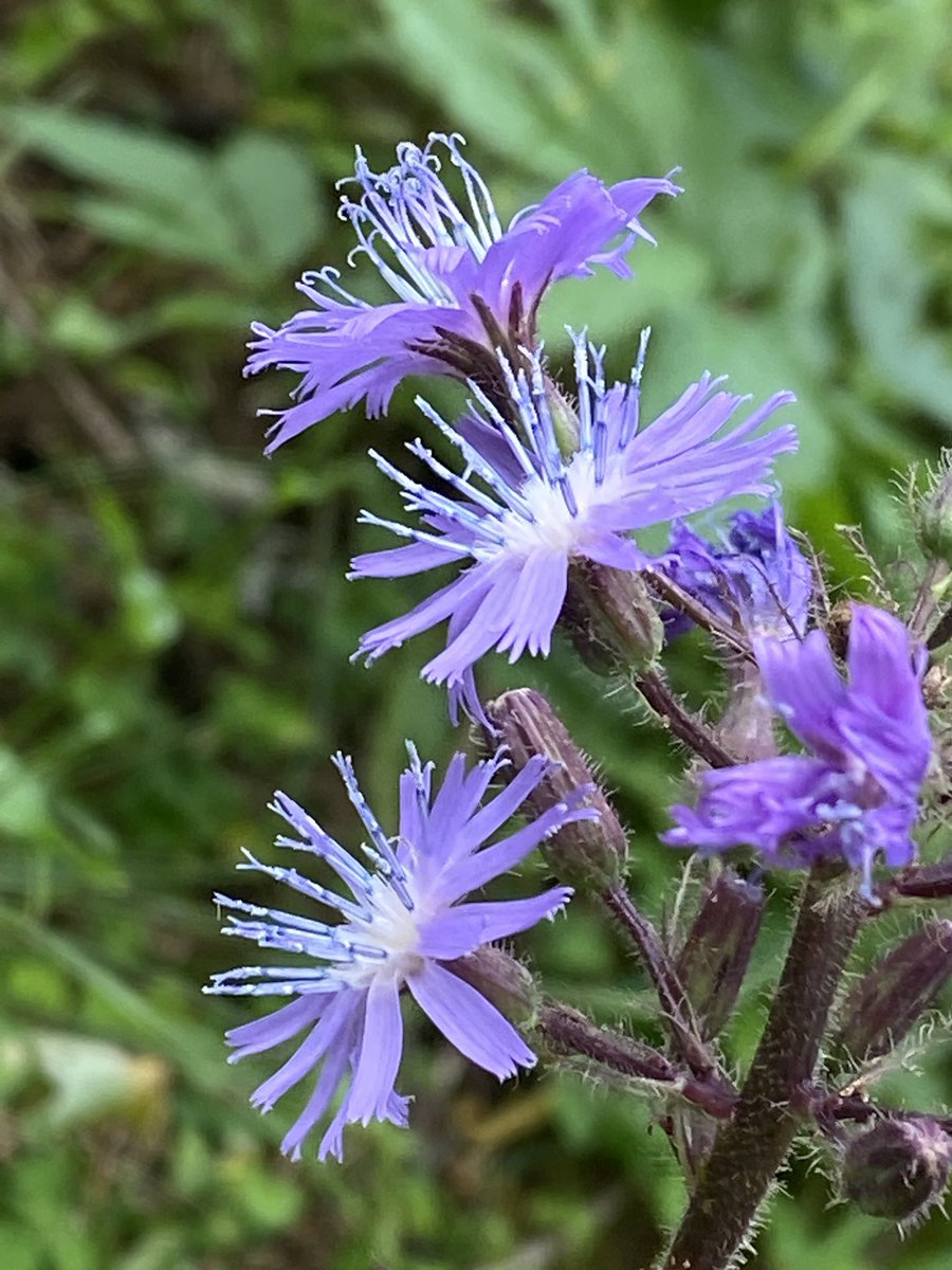 Lovely Forest Flowers 🌿💕

#Flowers #FlowersOnFriday #wildflowerID #wildflower #forest #NaturePhotography #nature #naturelovers #outdoors #SaturdayThoughts #Luv4Wilds #macrophotography @WorldofWilds #WaytoWild #TwitterNatureCommunity #photography #365DaysofWild #gardening #love