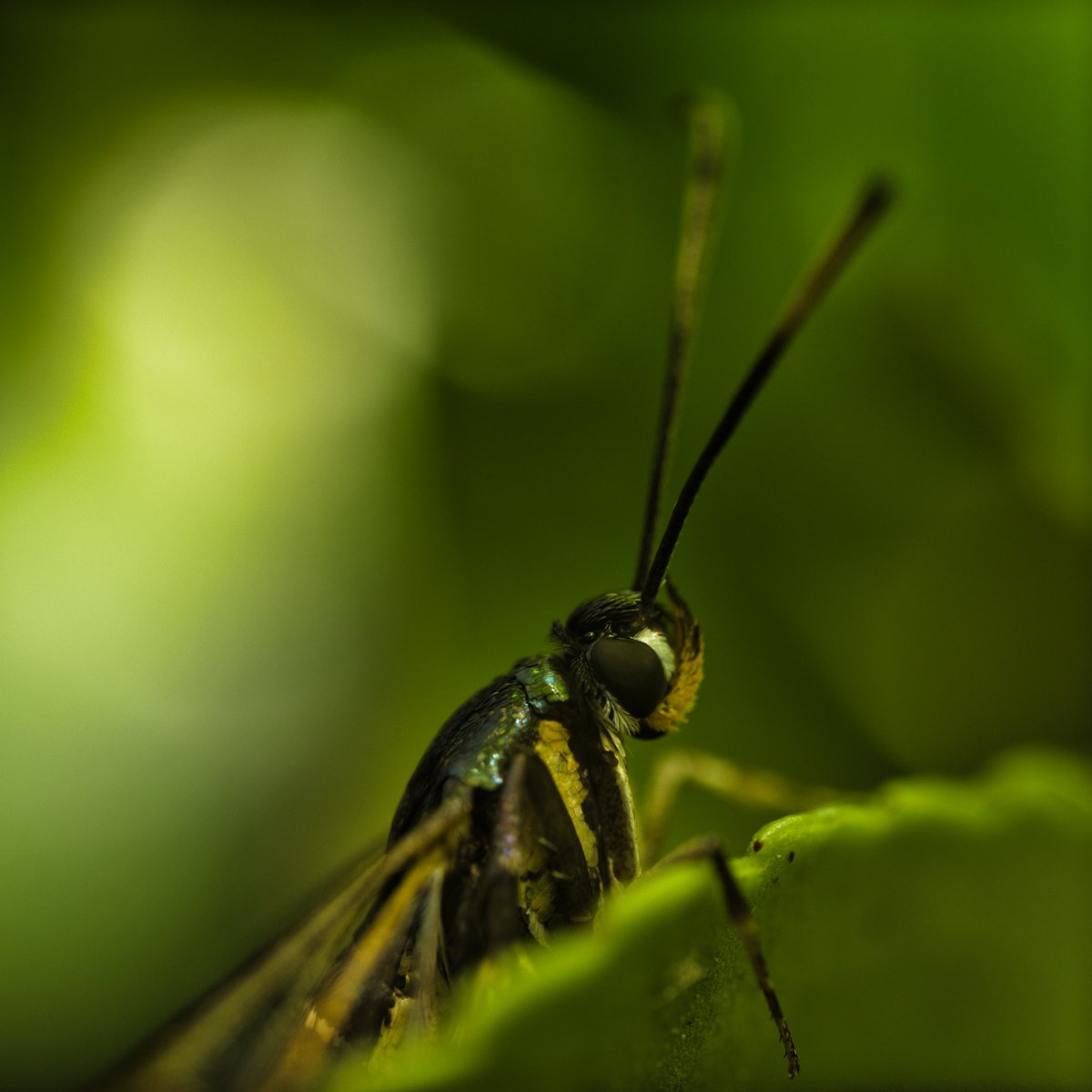 JohnReedPavan's tweet photo. Portrait of a Carmenta (Genus of Clearwing Moth) in Conservatory Garden this morning.
#carmenta #clearwingmoth #moths #portrait #eyes #insects #bugs #macro #ultramacro #shotoncanon #venusoptics #conservatorygarden #centralpark #nature #wildlife https://t.co/g711zONIx7