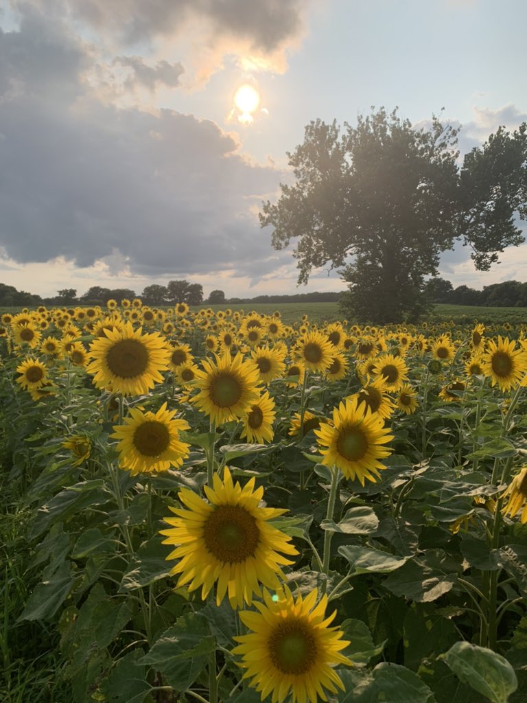 CarterKerr3's tweet image. My Sunflowers are blooming here in Arrow Rock, MO !