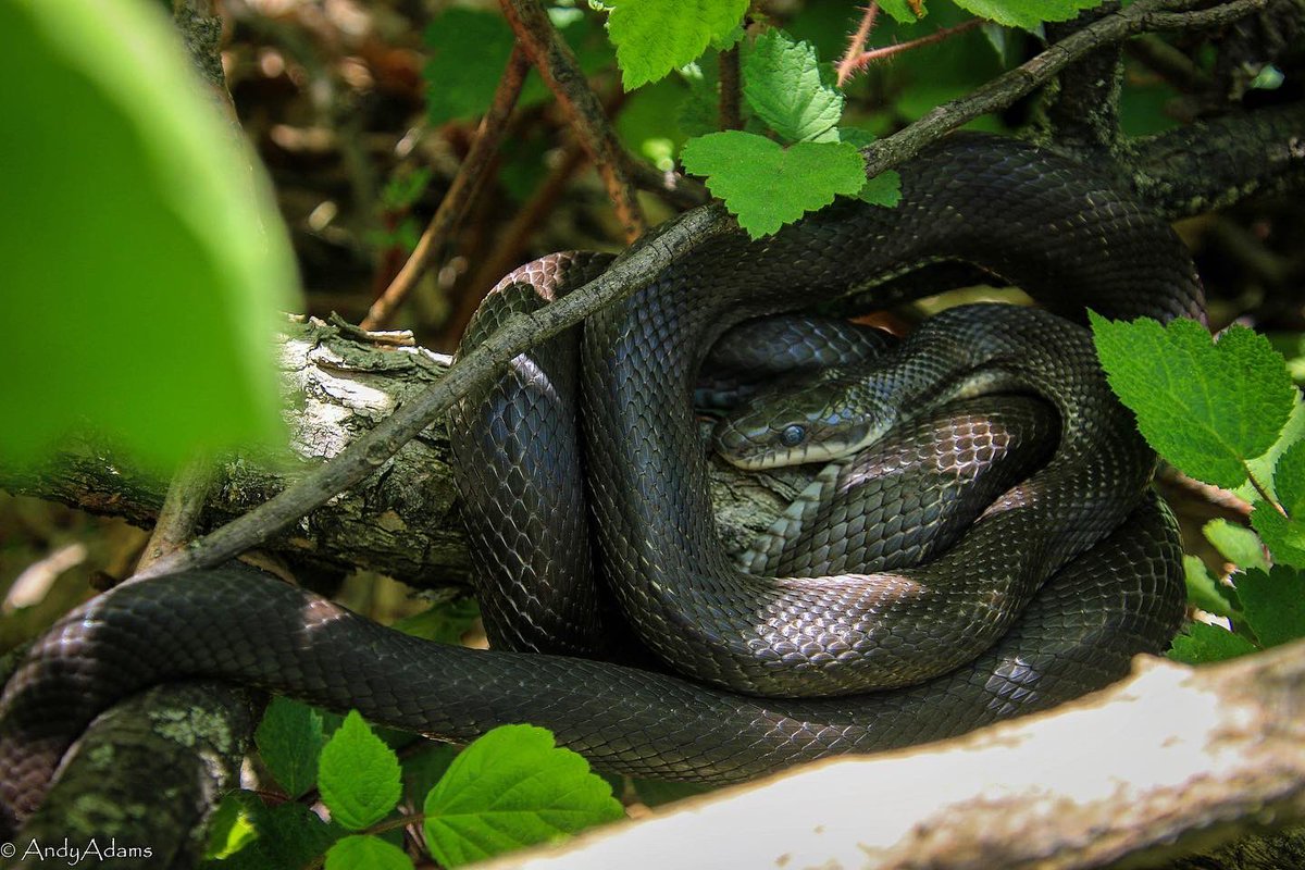AA_ecoprof's tweet photo. Happy #WorldSnakeDay! Here’s one of our largest, most common, and charismatic species, the Eastern rat #snake. Their adaptability, large size, and ability to climb up damn near anything also make them one of the more likely species that cross paths with humans #respectsnakes https://t.co/nyVenECeI2