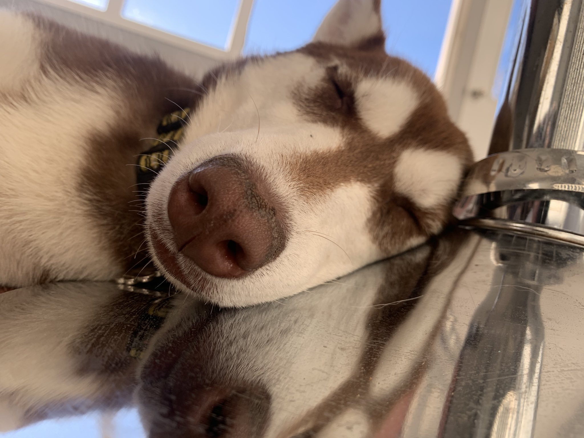 TruNoom🌊 on Twitter "Sleepy doggos…