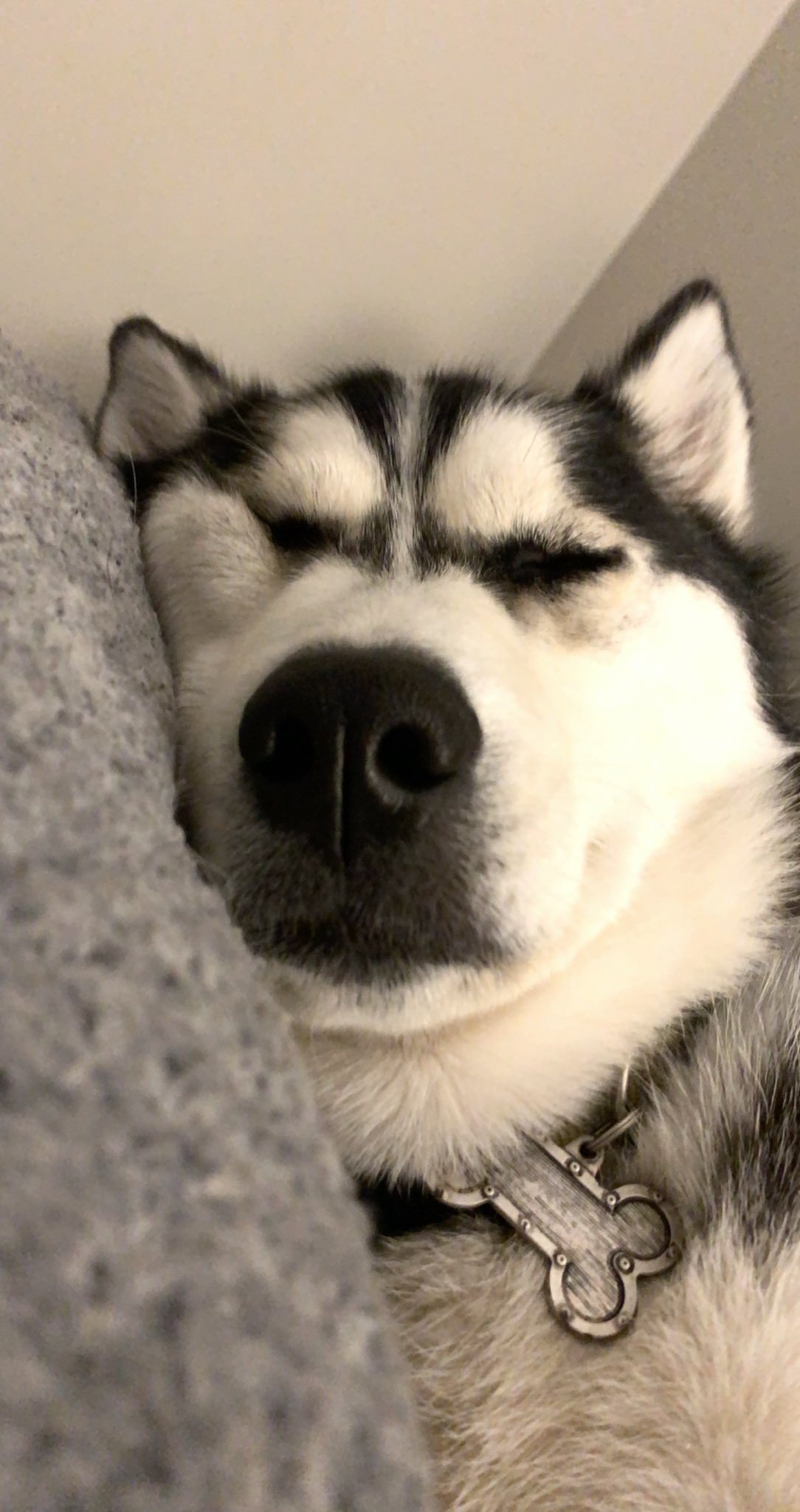 TruNoom🌊 on Twitter "Sleepy doggos…