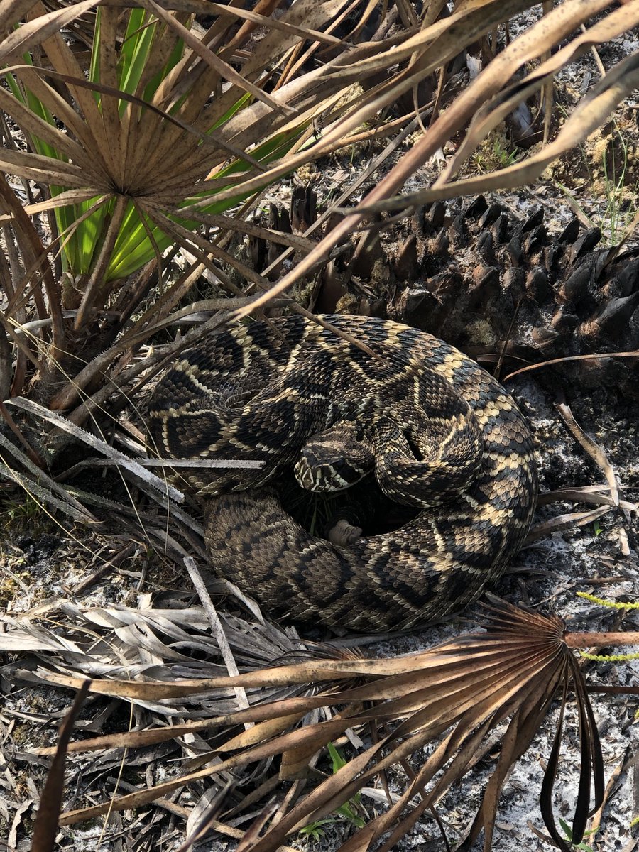 brockhorst's tweet photo. Some of my favorites from work #WorldSnakeDay https://t.co/8JHKsA1IRO