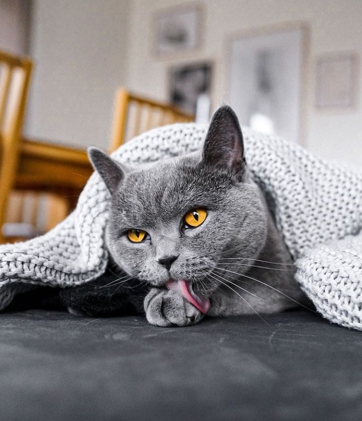 🐱 tweet media