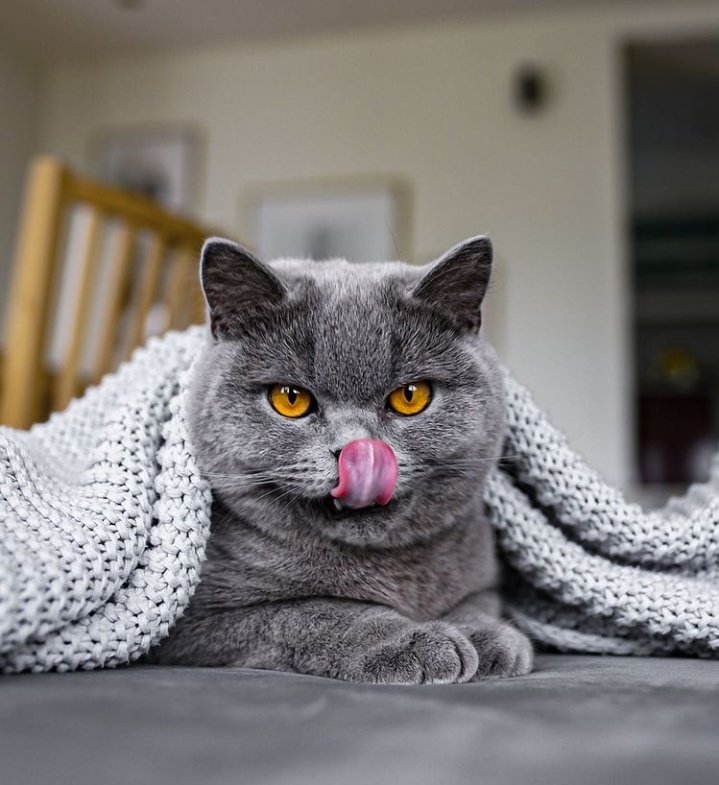 🐱 tweet media