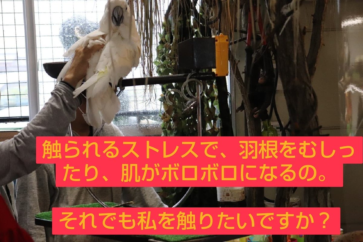 めっちゃおもろい動物園 めっちゃおもろい動物園