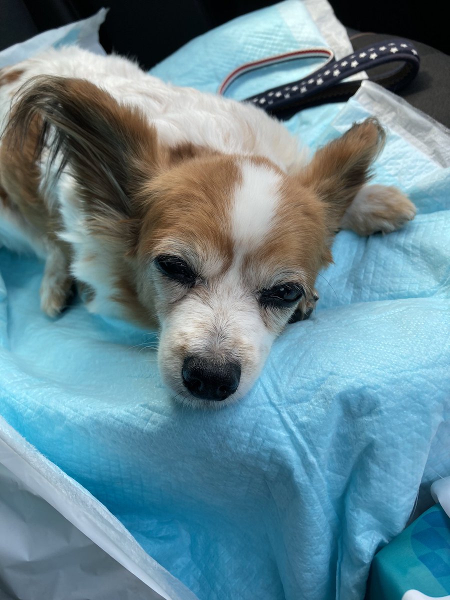 慢性膵炎 Busqueda De Twitter