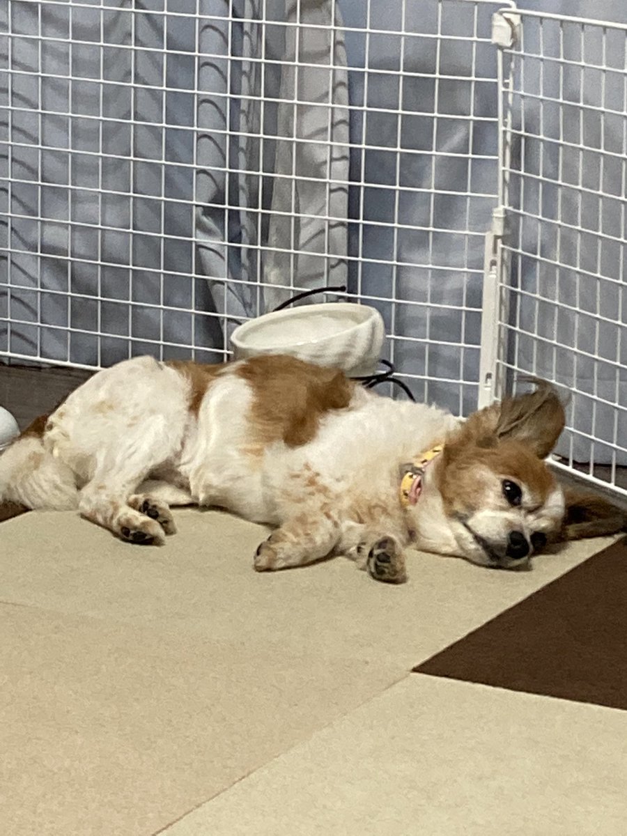 慢性膵炎 Busqueda De Twitter