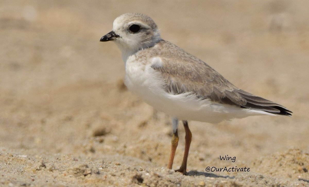 OurActivate's tweet photo. Adorable Alert! 
Watch out for these little ones next time at the beach. We all can do our parts to protect them. #sharetheshore #protecttheplovers #KeepbeachClean #conservation #birdwatching #beach #wildlifephotography #NaturePhotography #cutenessOVERLOAD #NewYork 
PIPING PLOVER https://t.co/Hxl6rJo2F0