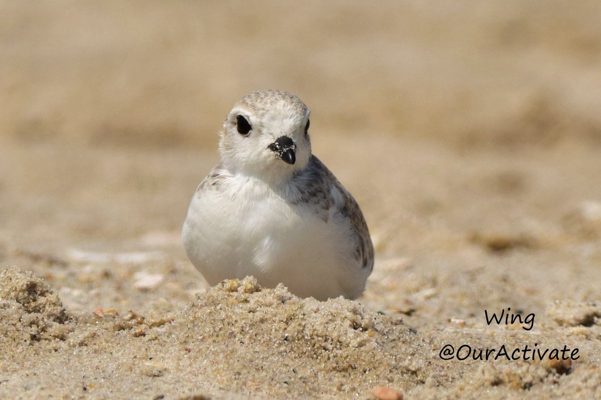 OurActivate's tweet photo. Adorable Alert! 
Watch out for these little ones next time at the beach. We all can do our parts to protect them. #sharetheshore #protecttheplovers #KeepbeachClean #conservation #birdwatching #beach #wildlifephotography #NaturePhotography #cutenessOVERLOAD #NewYork 
PIPING PLOVER https://t.co/Hxl6rJo2F0