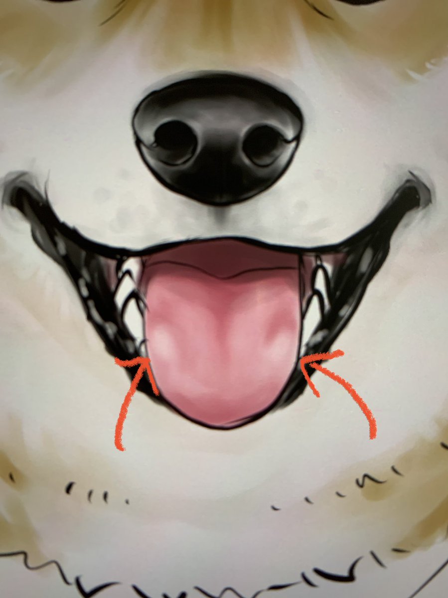tongue no humans open mouth dog tongue out fangs animal focus  illustration images