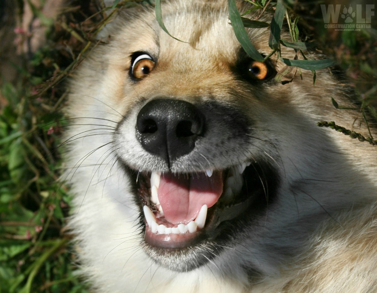 nywolforg's tweet photo. Good morning! https://t.co/V2WUOM8JMR