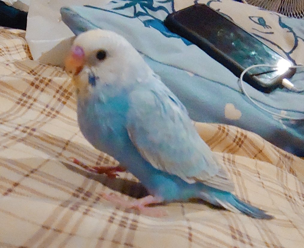 鳥捜索中のポメチーヤマト Pomechi Yamato Twitter