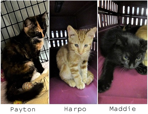 🙏🏽PLZ KEEP SHARING
💖SWEET 2MO #KITTEN SIBLINGS "HARPO" "PAYTON" &amp; "MADDIE"💖
📢STILL NEED #ADOPTION/#RESCUE🚗
ID 630130- Harpo, M
ID 630131- Payton, F
ID 630134- Maddie, F
➡Cage PT 5 ift.tt/3xqhbPS
🙏🏽#ADOPT #PLEDGE #AdoptDontShop #RescueMe
#MARIETTA #GA <a href="/cobbkitties/">Cobb County Kitties</a>
