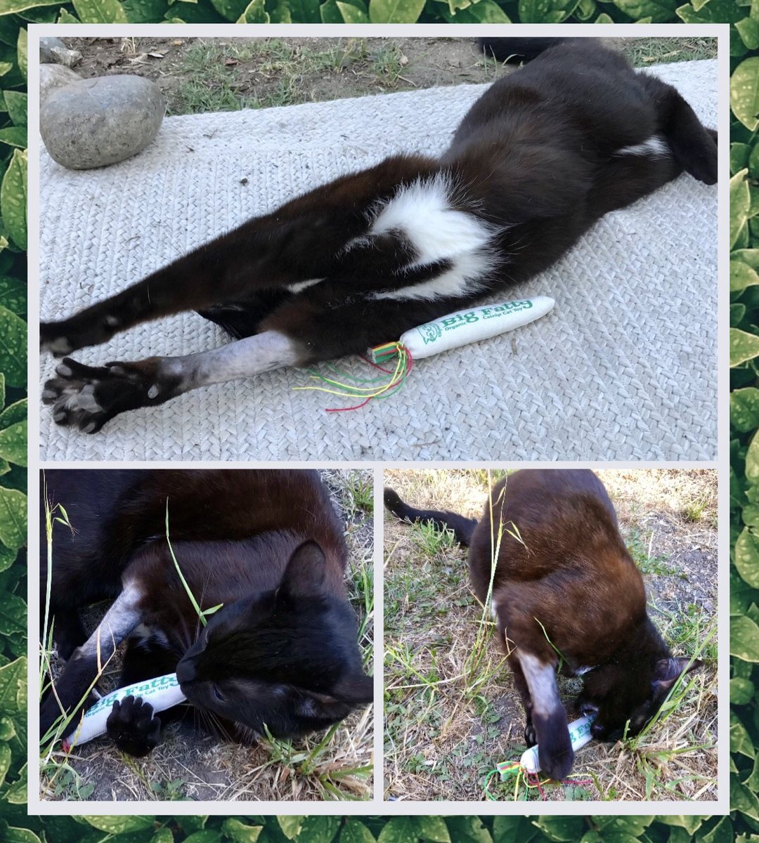 kittyweedcatnip's tweet image. Friday Feline Frollicking! Meowza! 😹 #organic #handmade #cattoys #SantaCruz #ShopLocal