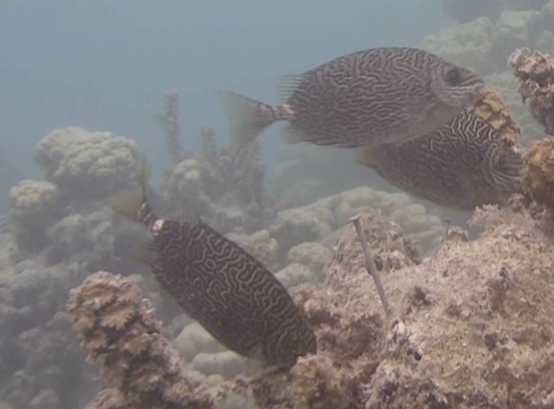 SEAbiologist's tweet photo. Hi #fishtwitter can someone please help ID these #fish  that I found around reef of Mo'orea French Polynesia plzzzzz #ichthyology https://t.co/gco42RQAVp