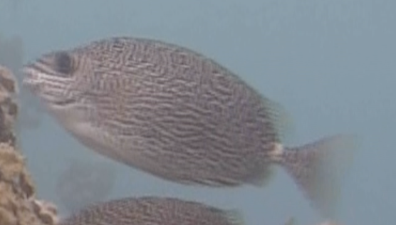 SEAbiologist's tweet photo. Hi #fishtwitter can someone please help ID these #fish  that I found around reef of Mo'orea French Polynesia plzzzzz #ichthyology https://t.co/gco42RQAVp