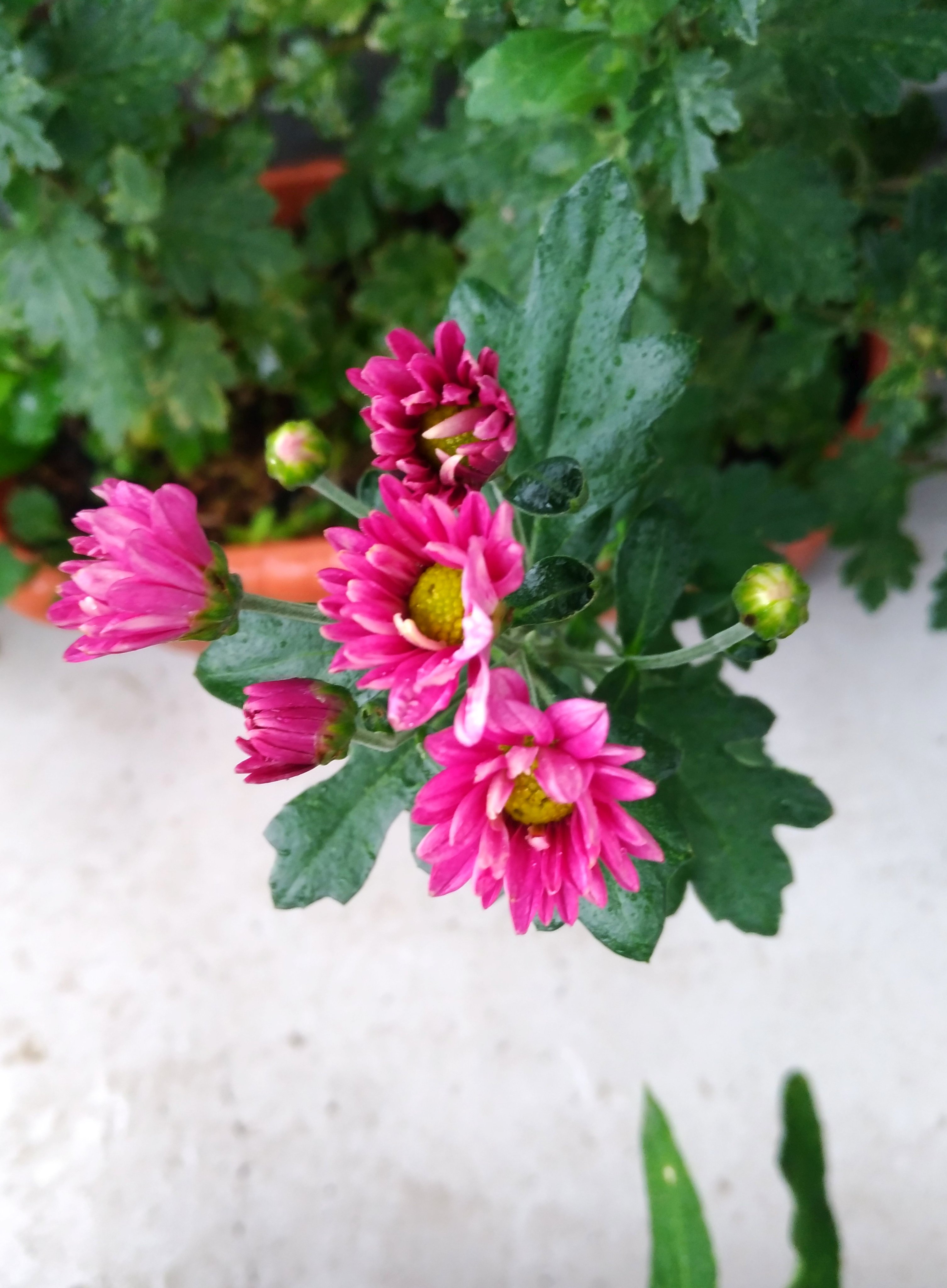 赤紫の花 Twitter Search Twitter