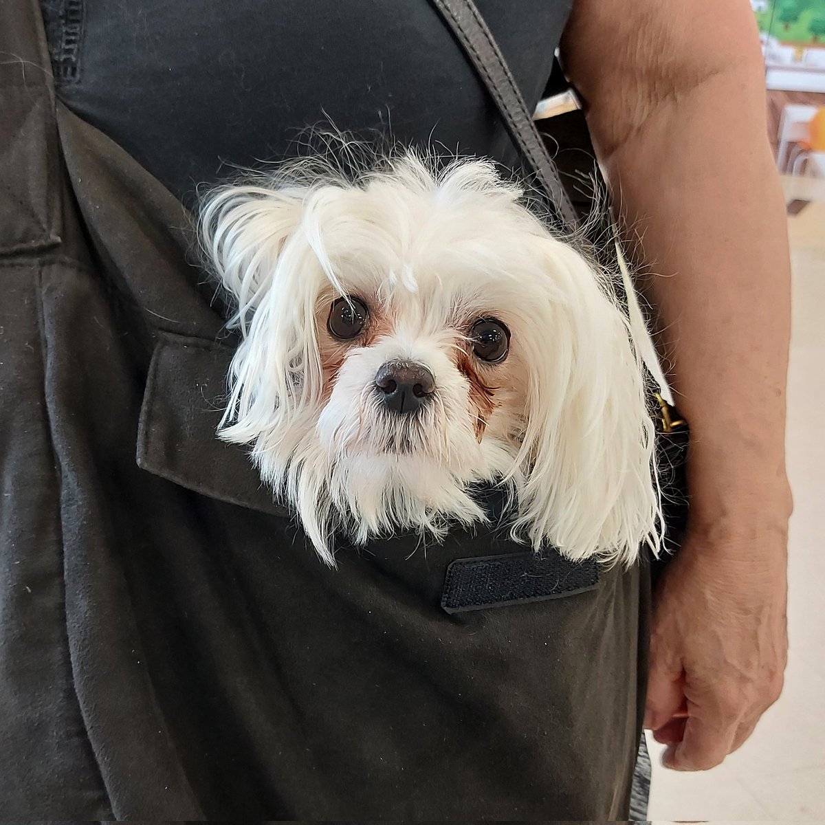 ChipMaster95's tweet image. The cutest customer of the day 😍
#Retail #puppylove #CutiePie