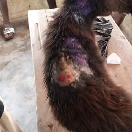 LiberiaAnimal's tweet image. This is just one example why our #veterinaryservice is highly needed in rural communities where there is no other #animalhealthcare program. We provide the only #animal healthcare services and depend on our supporters to be able to do so on a free basis.  #ruralveterinaryservices