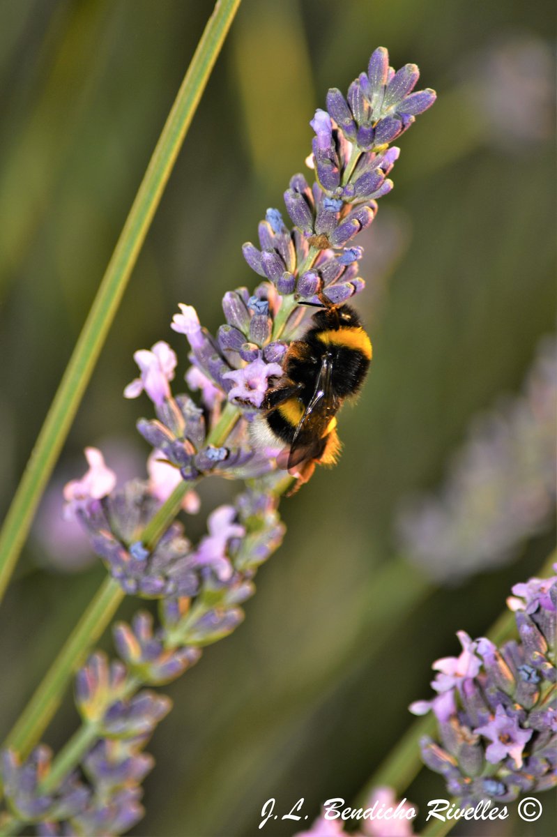 SELU©Photography (@proyecfotoselu) on Twitter photo 