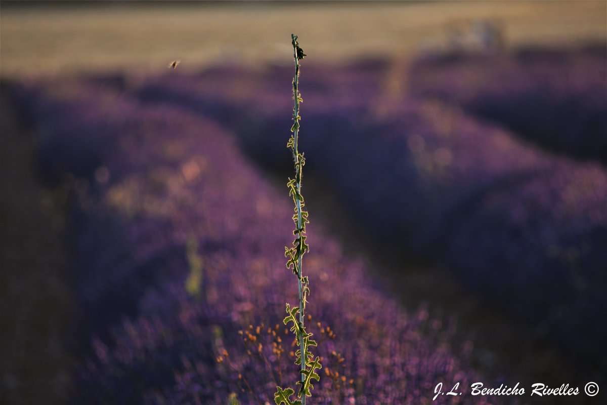 SELU©Photography (@proyecfotoselu) on Twitter photo 