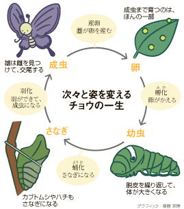 تويتر 朝日新聞デザイン部 على تويتر ののちゃんのｄｏ科学 チョウの幼虫はなぜ脱皮する T Co Tiyqwingn5 かわいいイラストで チョウの一生 を図解しています 脱皮 昆虫 チョウ カブトムシ 伴野豊 九州大学大学院農学研究院 自由研究