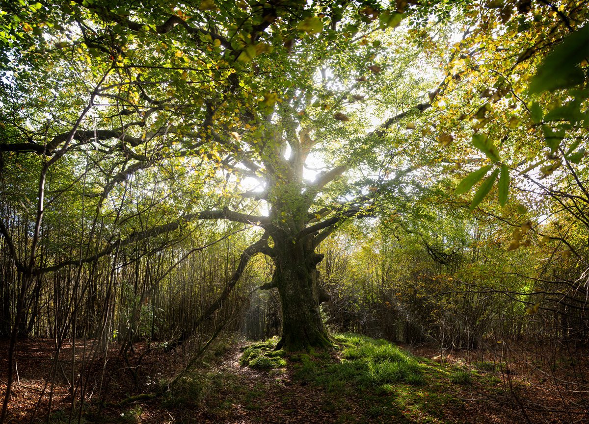 AndrewPBrooks's tweet image. Thanks for sharing! This is one of my photographs that are available from my Postcard Shop, andrewbrooksphotography.com/andrew-brooks-…

Here’s a few more of these postcards.