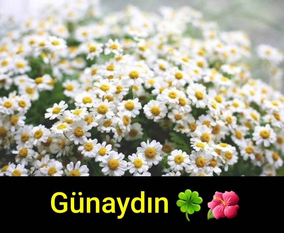 Mutlu bir cumartesi günü