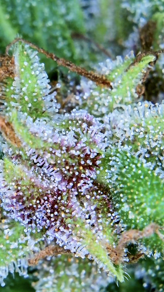 Cannabis_Cane's tweet photo. Deadhead OG auto :) https://t.co/ABwYWDvhDB