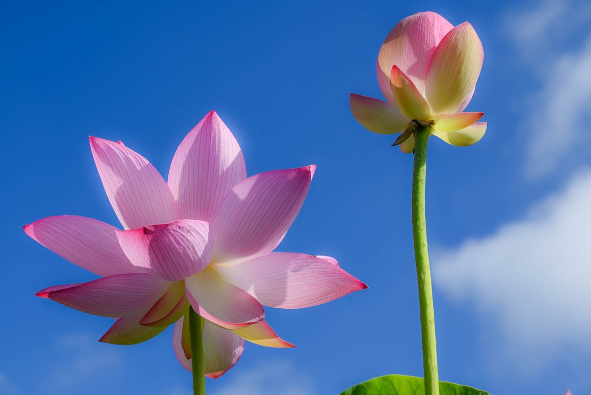 たか 蓮 ハス の花言葉 清らかな心 神聖 それに相応するかのような美しい姿を見せてくれていました 蓮の花 たか 蓮 ハス の花言葉 清らかな心 神聖 それに相応するかのような美しい姿を見せてくれていました 蓮の花