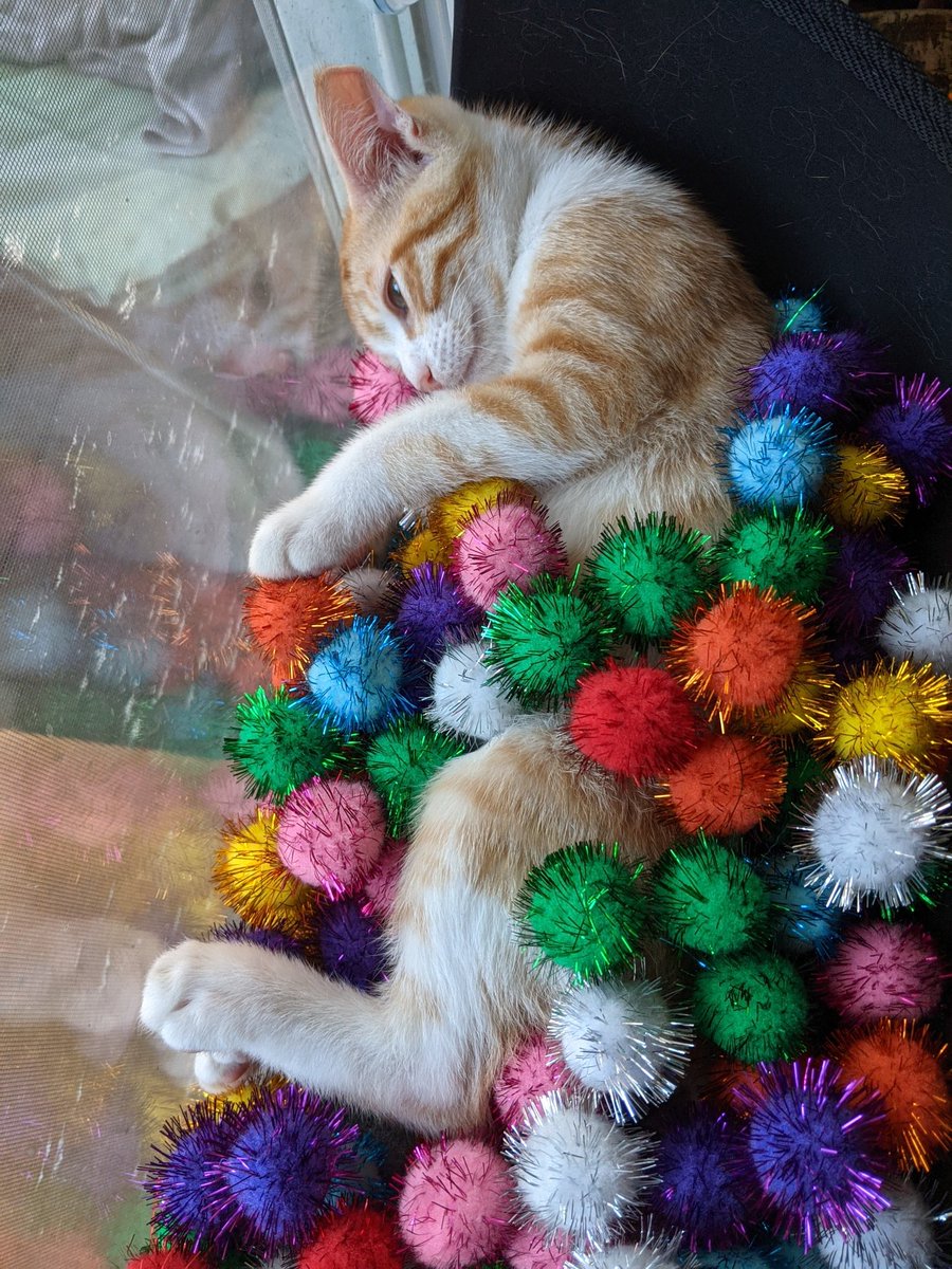 foleypdx's tweet photo. Toby. Toby. Toby. https://t.co/arWqtyL0MC