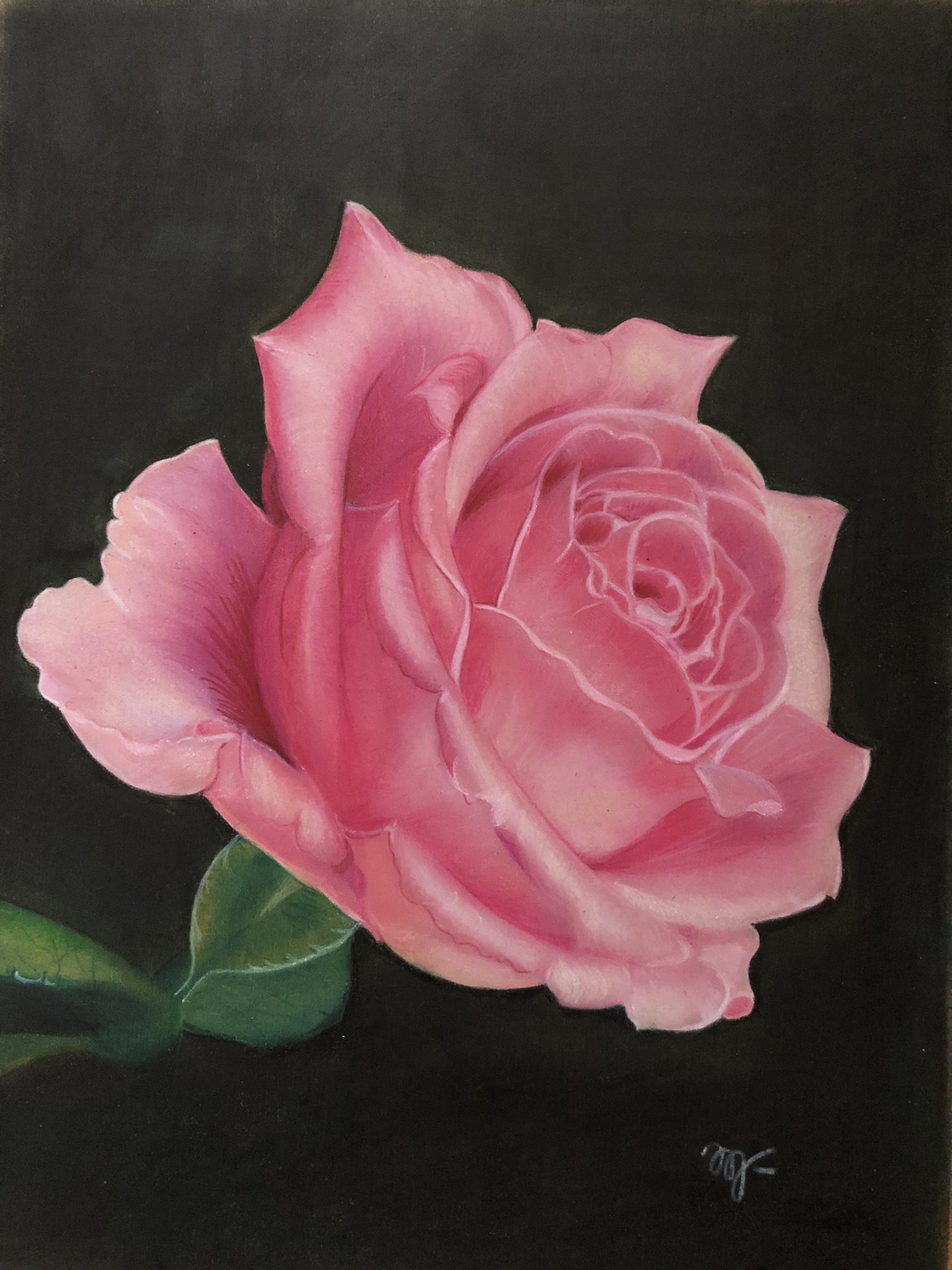 Noriko Magu 色鉛筆で薔薇を描きました 色鉛筆画 色鉛筆 薔薇 デッサン 絵描きさんと繋がりたい T Co Ksdhgbnxbc Twitter