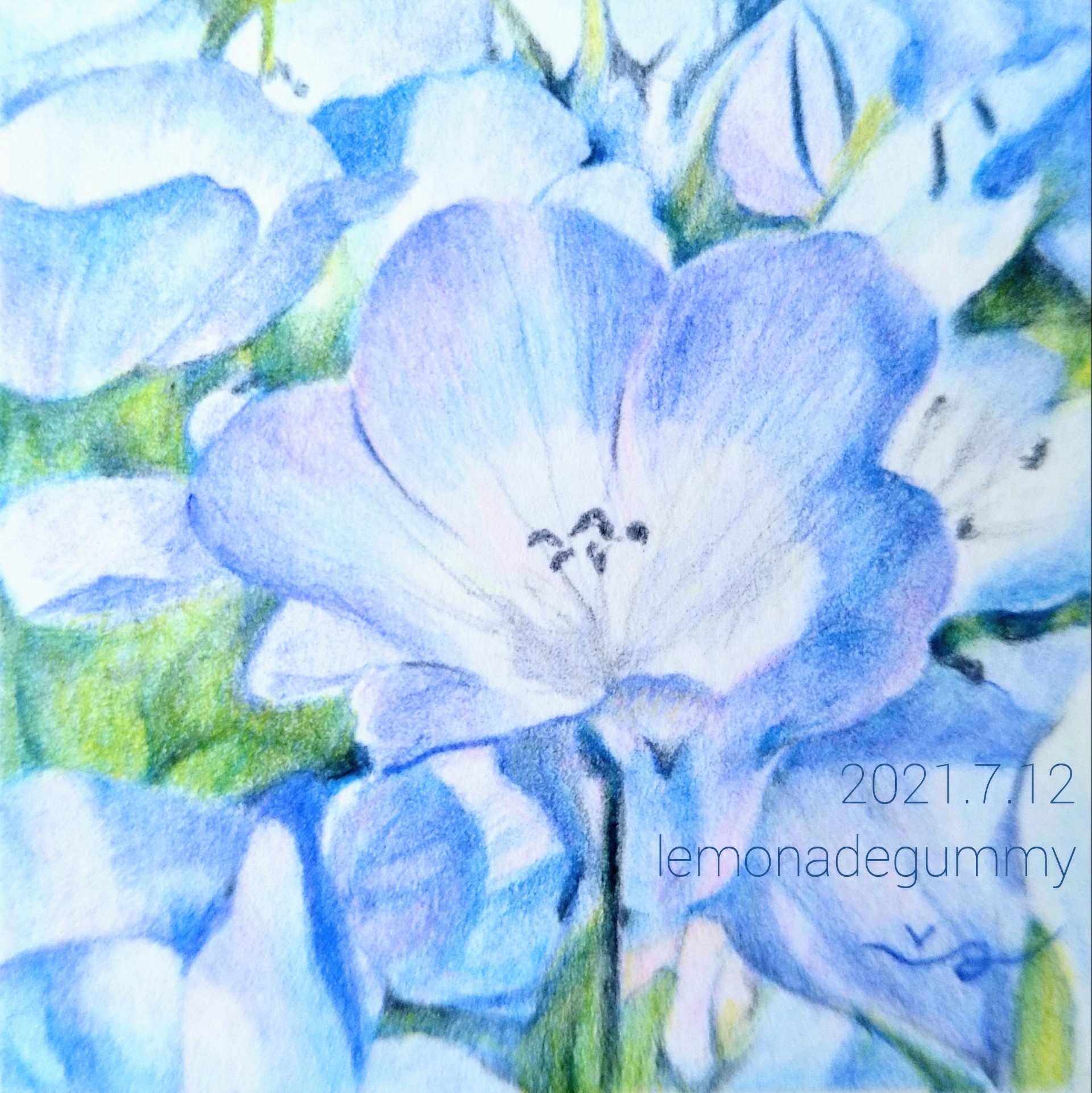 Twitter 上的 れもんぐみ 爽 21 7 12制作 ケント紙 色鉛筆 約51 51 今月24日夜から開催の Pico展 ミニ原画通販展 にて出品 販売予定の新作です 久々に大好きなネモフィラを描きました 作品画像が少しブレてしまっていますが 雰囲気だけでも と