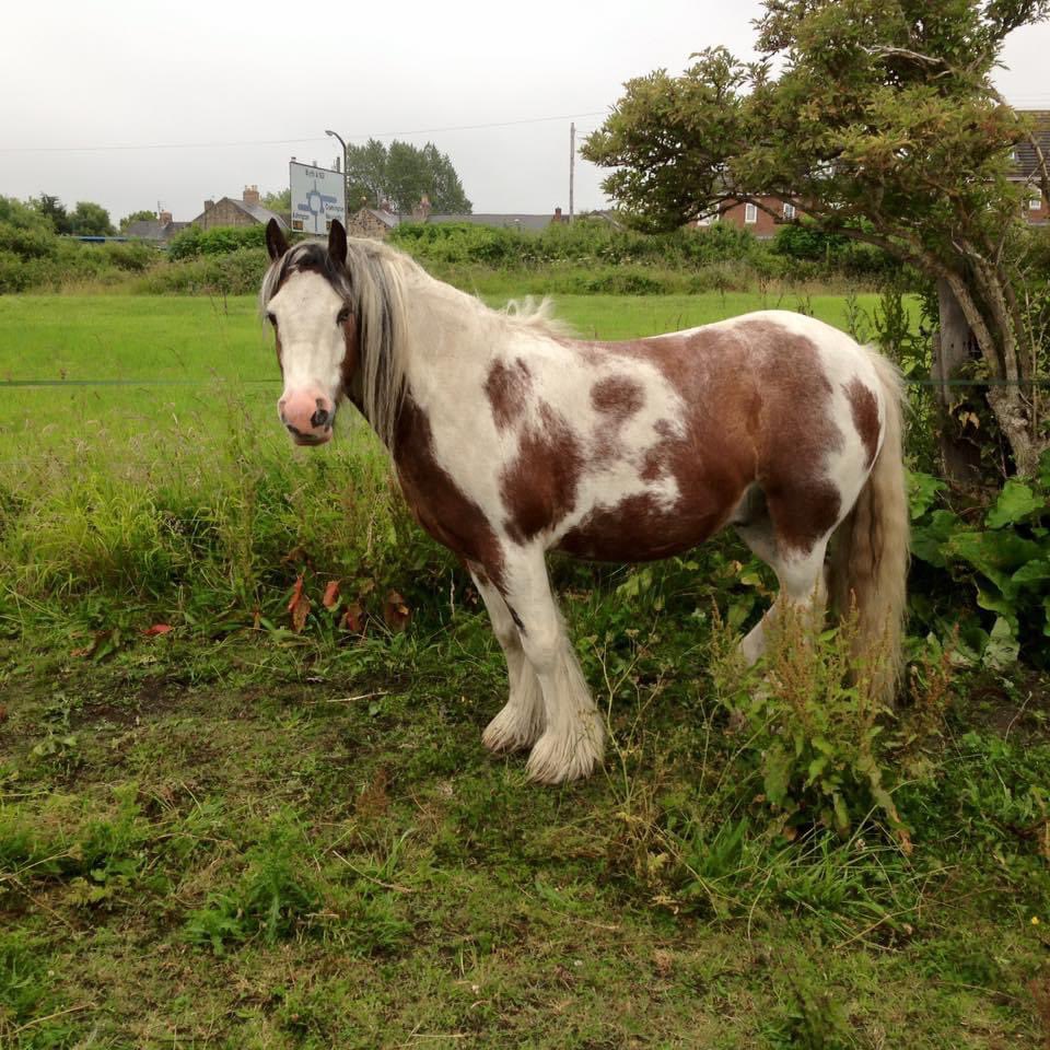 Six years since Teddy died.

It still feels like yesterday. He was my horse soulmate and it sucks ballbags that he was so young.

#Horses