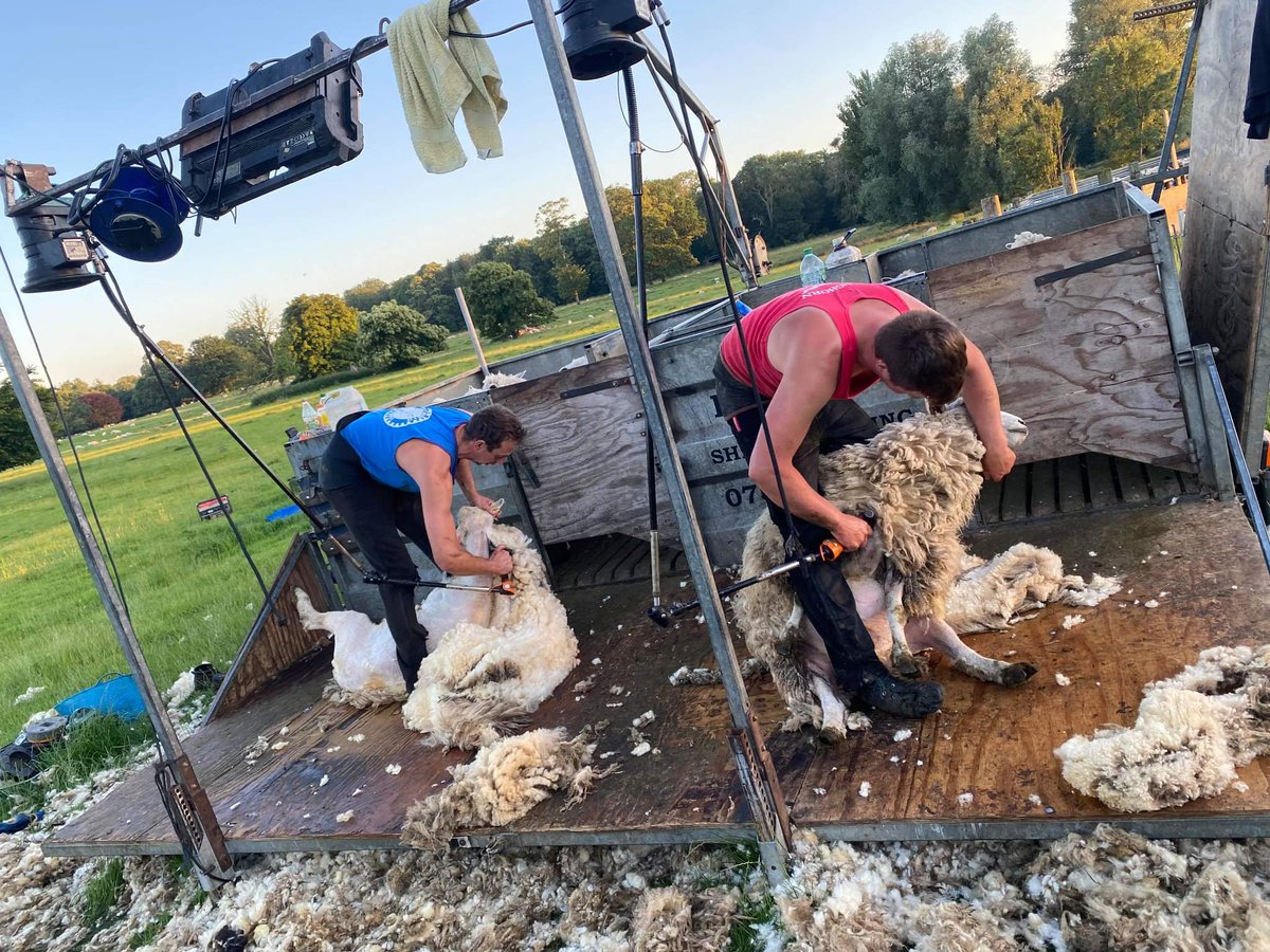 Big relief to get finished shearing the ewes yesterday. Theres been alot of soul searching this year but managed to get a 300 and big Will got a PB! There's no success without suffering 😅