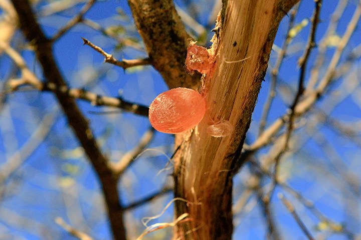 ExportMetro's tweet image. Acacia gum is the air-hardened, gummy exudates flowing naturally from or obtained by incision of the trunk and branches of Acacias of Family Mimosaceae. The two most important gum producing species in the Sudan are Acacia senegal &amp;amp; Acacia seyal.